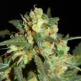 Auto Mohan Ram (Мохан Рам ТГК 19%)